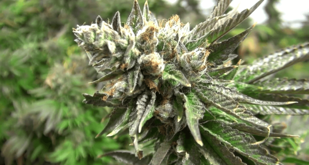 Investmentfonds hoffen auf Milliardengewinne mit Cannabis